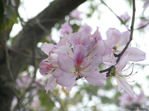 Quand refleurissent les bauhinies